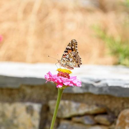 Villa Andromeda Amorgos Eksteriør bilde