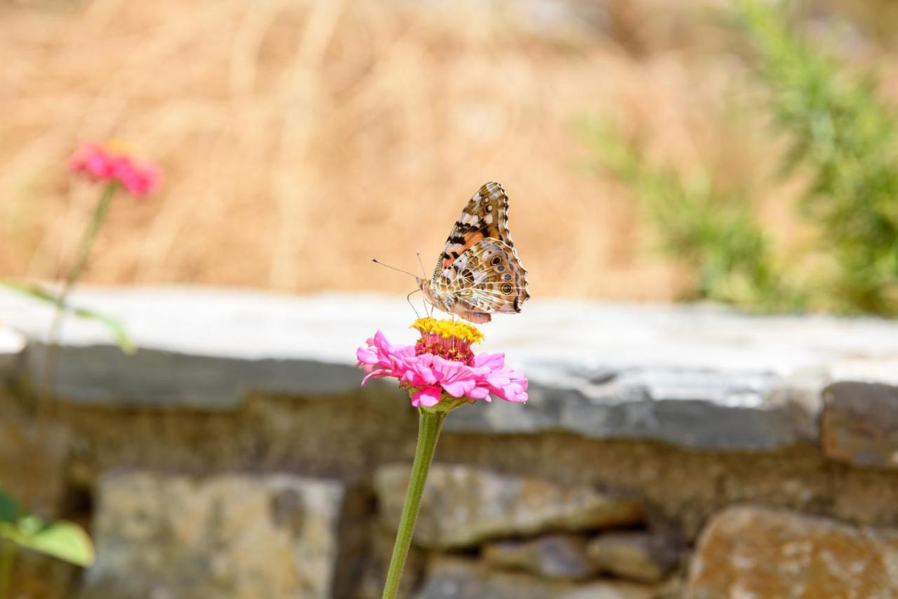 Villa Andromeda Amorgos Eksteriør bilde